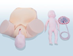 分娩機製示教仿真模型
