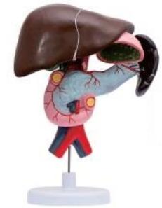 十二指腸、胰、脾解剖模型